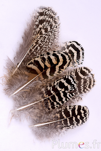 Pfau blau - 8-12 cm - braun natur